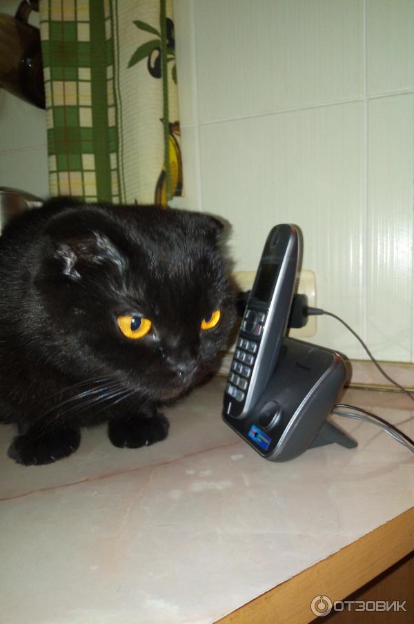 Радиотелефон Panasonic KX-TG6811RUM фото