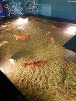 Что отличает аквапарк "Москвариум" от других?