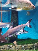 Что отличает аквапарк "Москвариум" от других?