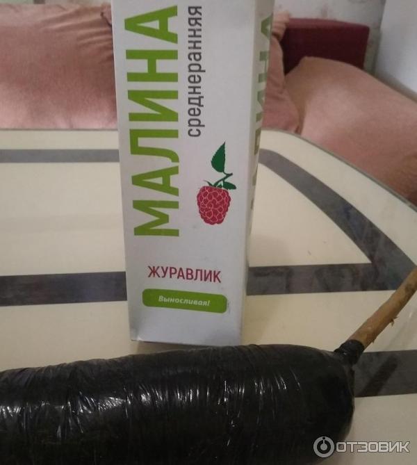 Отзыв о Саженцы малины \
