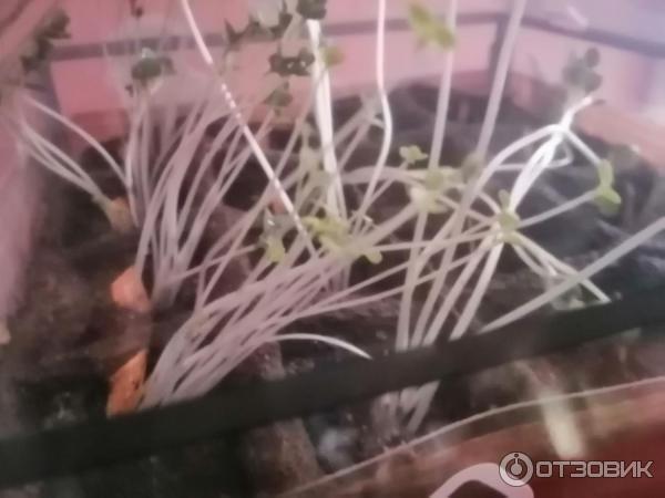 Набор для выращивания растений Лента Вырасти с лентой настольная теплица фото