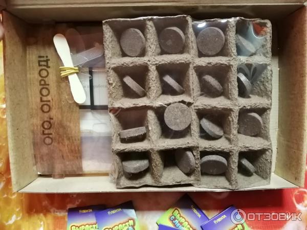 Набор для выращивания растений Лента Вырасти с лентой настольная теплица фото