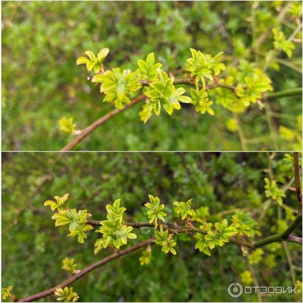 Смартфон Xiaomi Poco M3 фото