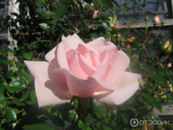 Роза Каникулы особенности сорта правила посадки выращивания и ухода отзывы