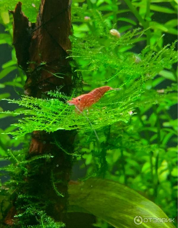 Креветка Вишня Черри