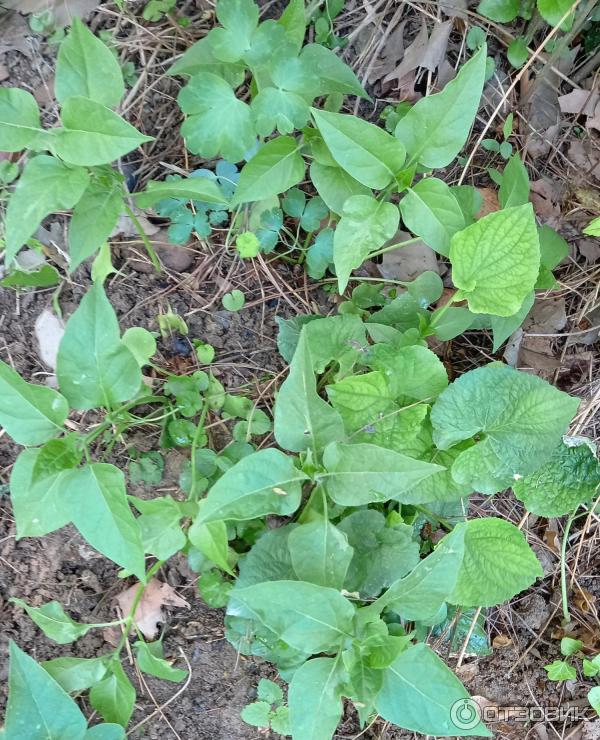 Mirabilis