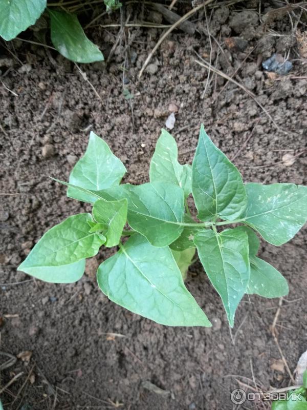 Mirabilis