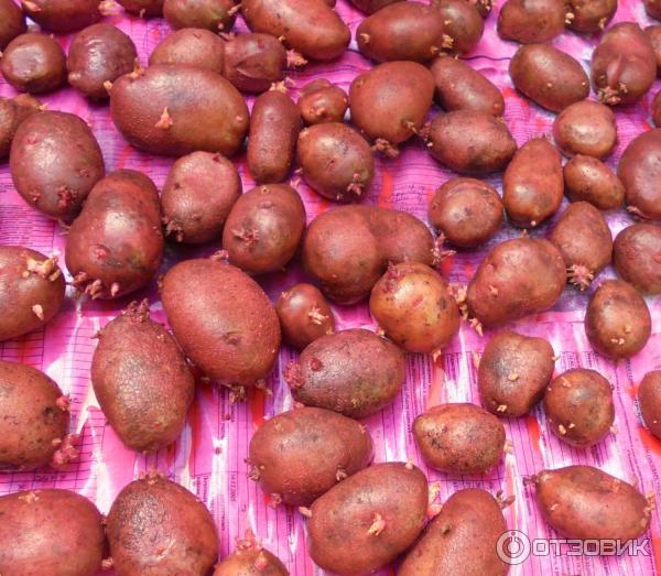 Tuberschit prostředky pro zpracování brambor