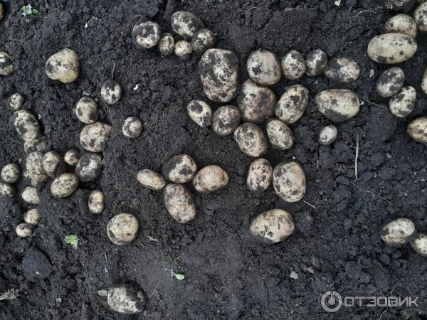 Brambor GNU All-Russian Research Institute of Potato Farming. A. G. Lorkha (Rusko) Krepyš