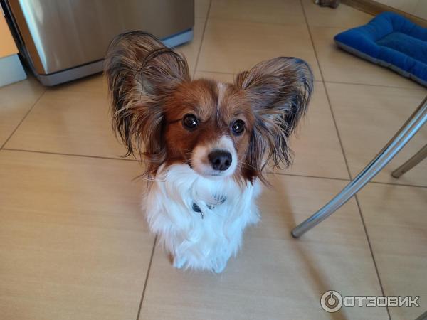 Смартфон Xiaomi Redmi Note 10 Pro фото