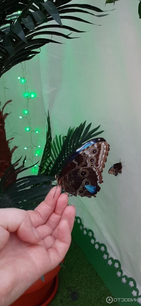 Выставка тропических бабочек Омск.