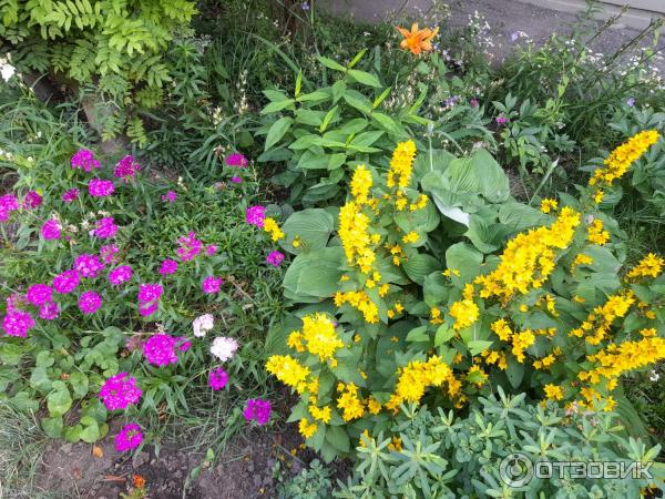 Отзыв о Садовое растение "Вербейник точечный" | Солнечный цветок