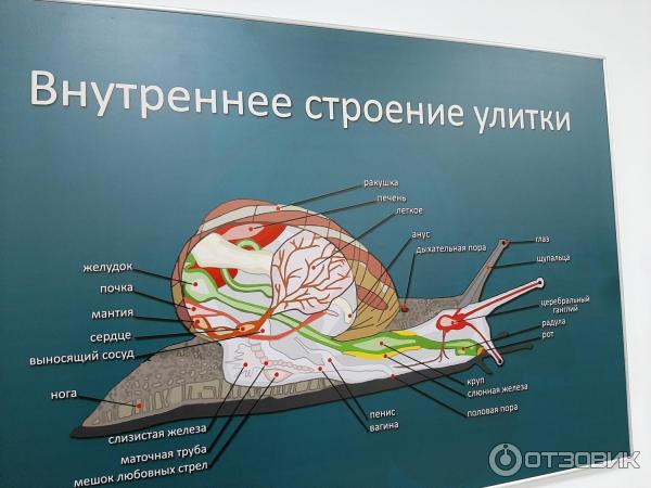 Схема улиточной фермы