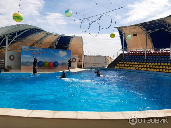 Отзыв о Дельфинарий "Коктебель" (Россия, Поселок городского типа ...