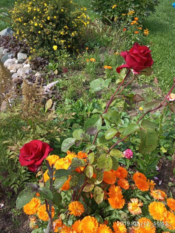 Sapling World of Roses Hybridní čajová růže Freedom photo