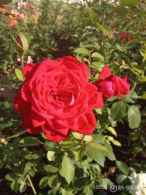 Sapling World of Roses Hybridní čajová růže Freedom photo