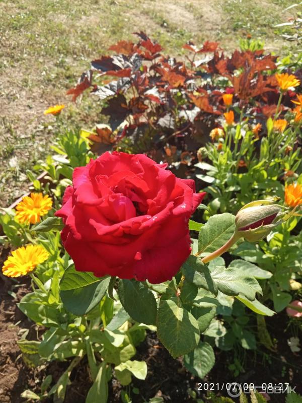 Sapling World of Roses Hybridní čajová růže Freedom photo