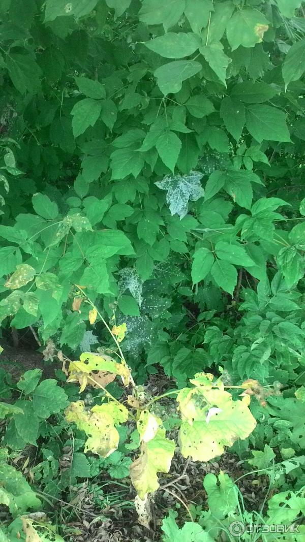 Отзыв Садовое растение Клен ясенелистный - или американский ясень Acer negundo - отзывы и рекомендации