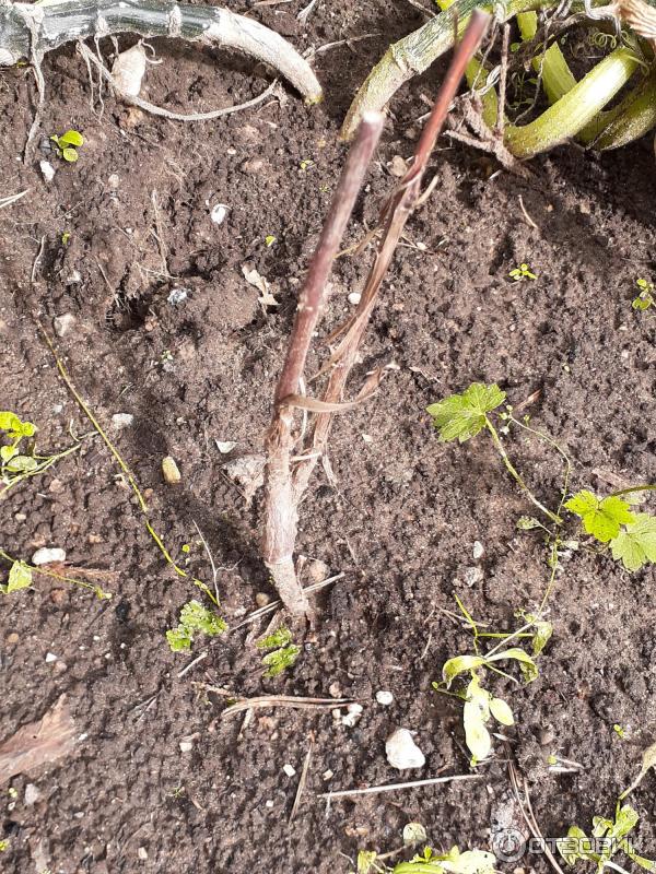 Univerzální lék proti stresu Epin-Extra