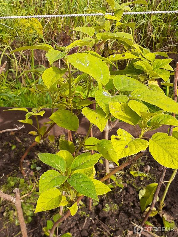 Univerzální lék proti stresu Epin-Extra