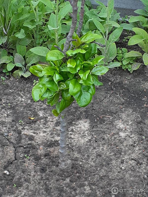 Univerzální lék proti stresu Epin-Extra