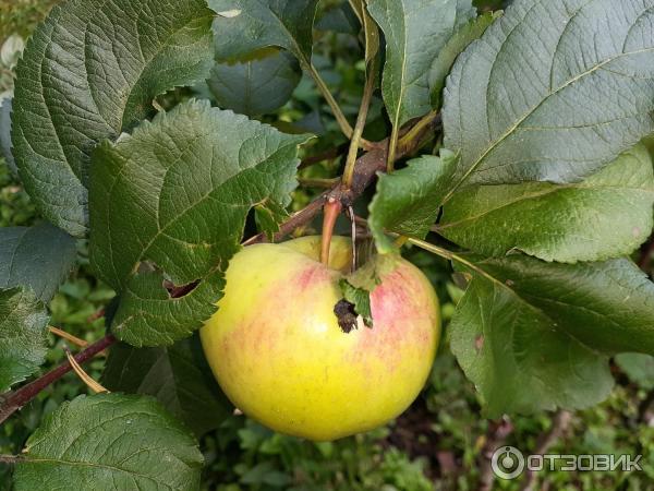 Univerzální lék proti stresu Epin-Extra