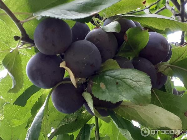 Univerzální lék proti stresu Epin-Extra