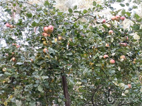 Univerzální lék proti stresu Epin-Extra