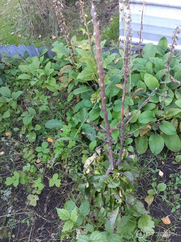 Univerzální lék proti stresu Epin-Extra