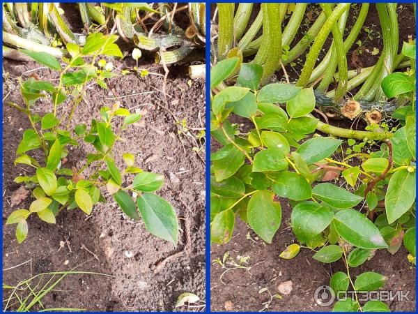 Univerzální lék proti stresu Epin-Extra