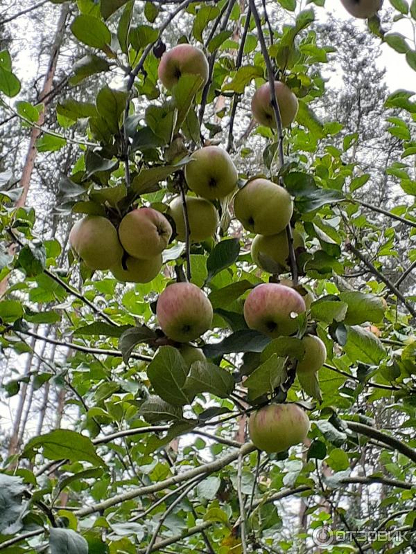 Univerzální lék proti stresu Epin-Extra