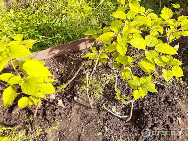 Univerzální lék proti stresu Epin-Extra