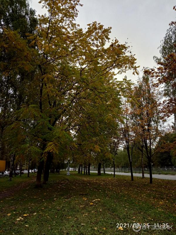 Fotografie stromu mandžuský ořech
