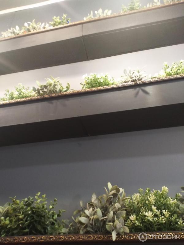 Отзыв о Сеть ресторанов японской кухни "Евразия" (Россия, Санкт ...