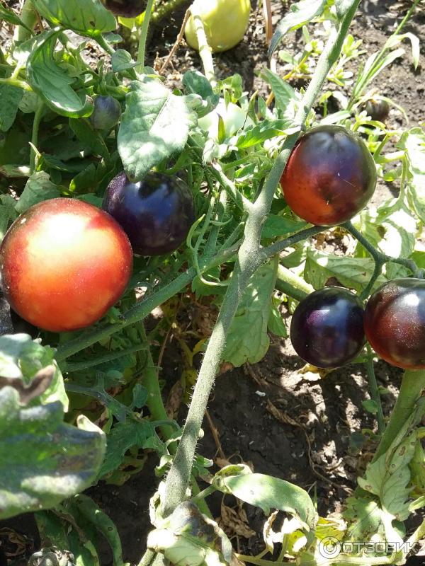 Семена томатов Биотехника Индиго Роз фото