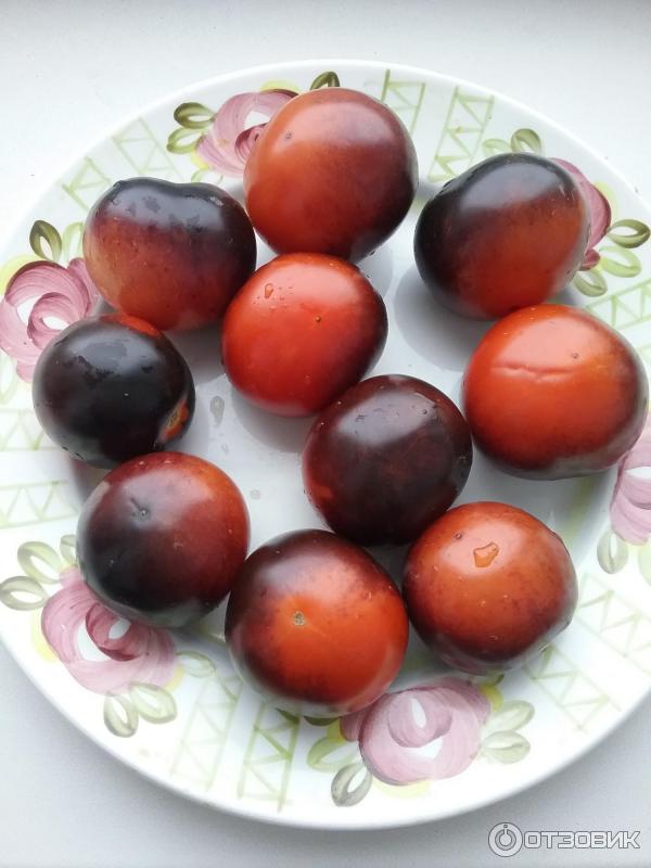 Семена томатов Биотехника Индиго Роз фото
