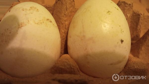 Отзыв о Яйца куриные Ашан СВ | Вымойте курицам яйца, противно брать в руки