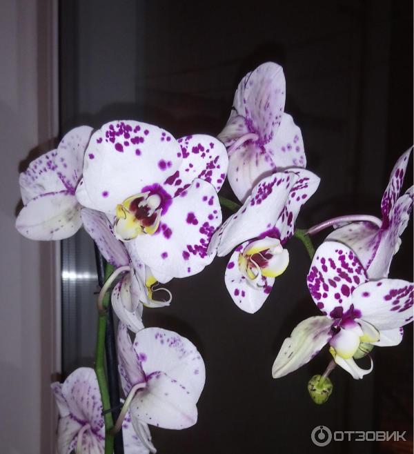 Hnojivové tyčinky 3D pro orchideje Hera photo