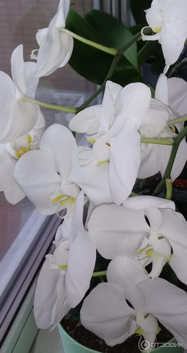 Hnojivové tyčinky 3D pro orchideje Hera photo