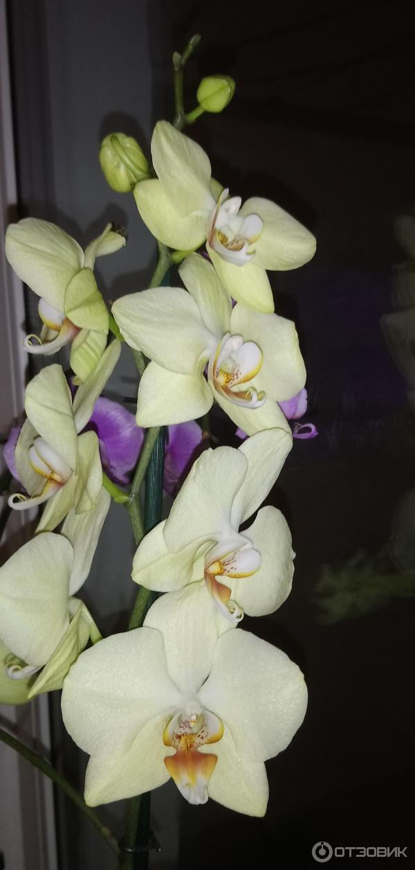 Hnojivové tyčinky 3D pro orchideje Hera photo