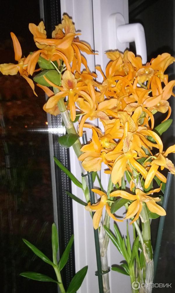 Hnojivové tyčinky 3D pro orchideje Hera photo