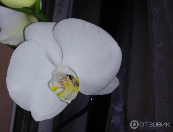 Hnojivové tyčinky 3D pro orchideje Hera photo