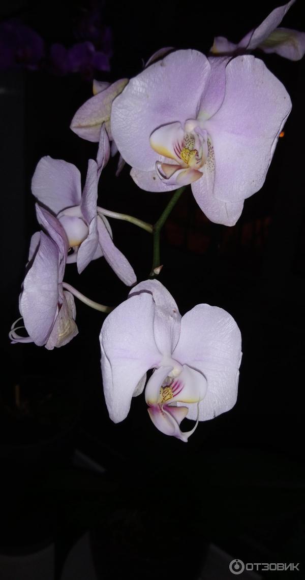 Hnojivové tyčinky 3D pro orchideje Hera photo