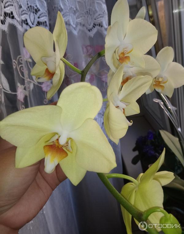 Hnojivové tyčinky 3D pro orchideje Hera photo