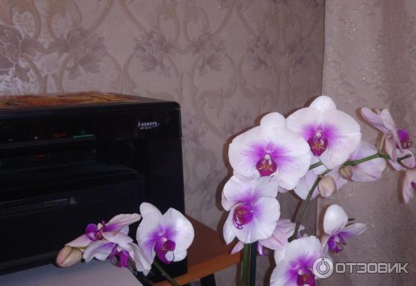 Hnojivové tyčinky 3D pro orchideje Hera photo