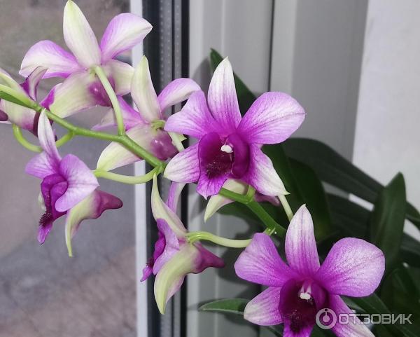 Hnojivové tyčinky 3D pro orchideje Hera photo