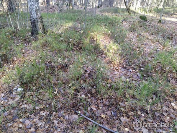 Экологическая Тропа Паустовского фото
