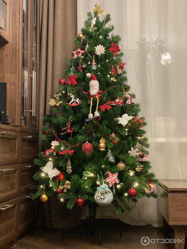 элитные елки живые. елка русском языке. ель 2 класс. елка русском языке. царь елка ель сапфир 1.