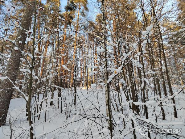 Смартфон Huawei Honor 50 фото