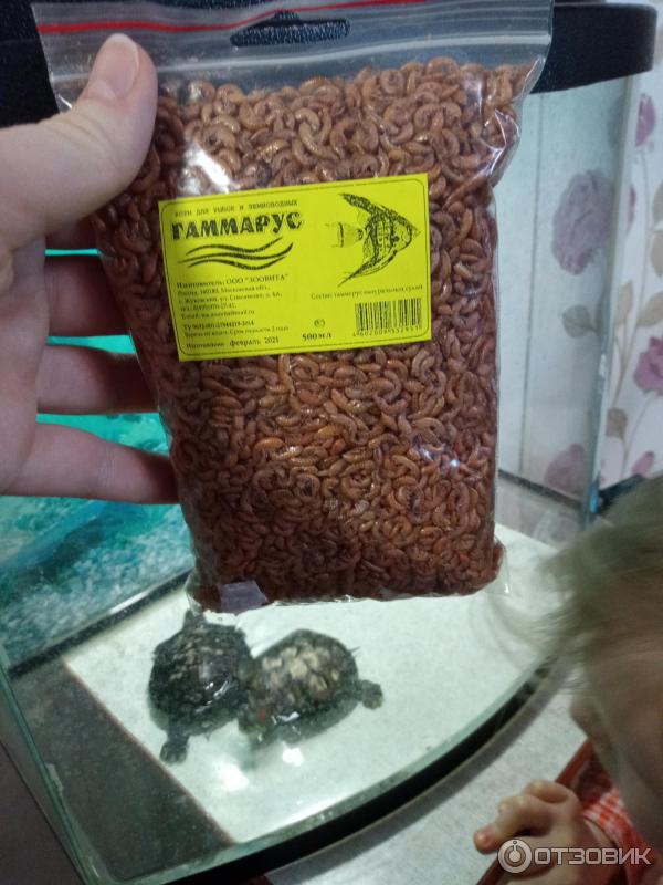 Черепаший корм гаммарус. Гаммарус высушенный. Гаммарус барром 5,8. Можно ли давать гаммарус. Питательная ценность гаммаруса для муравьев.
